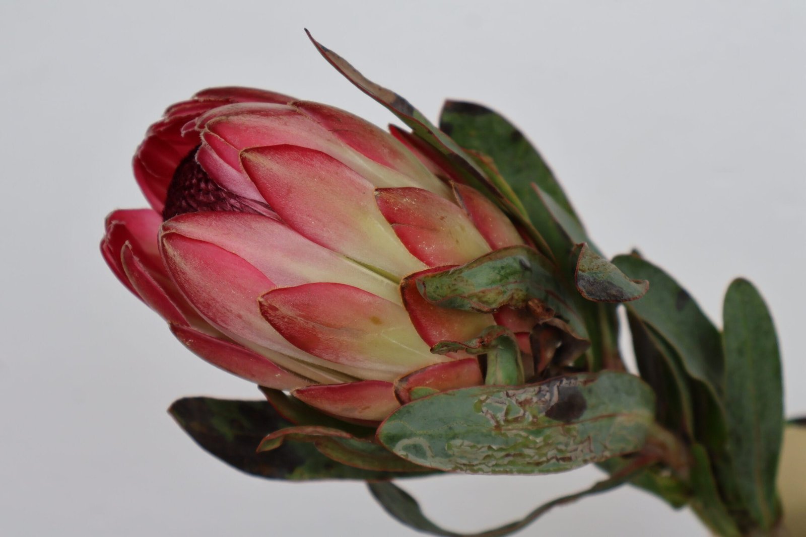 New frog species discovered in the Cedarberg