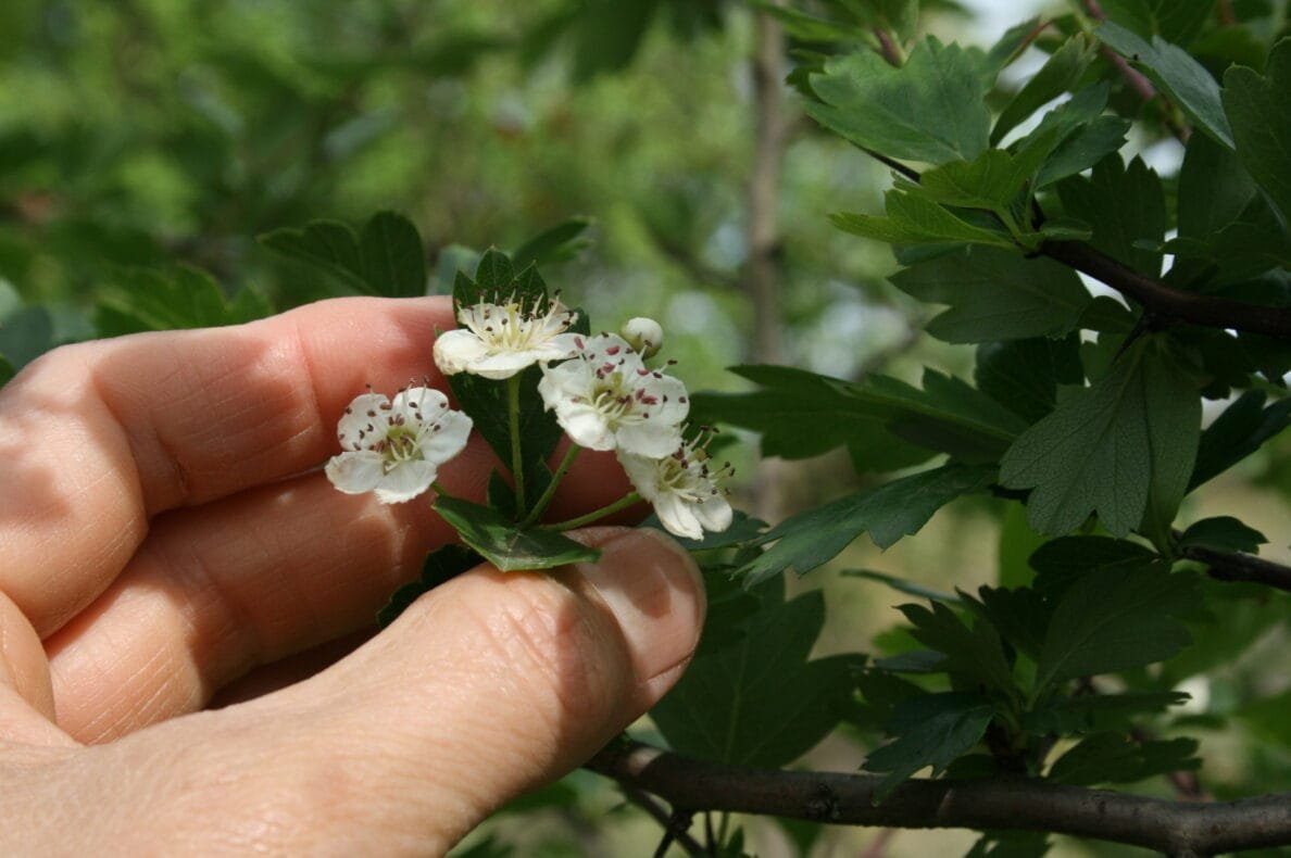 Test post 8: hawthorns for heart medicine