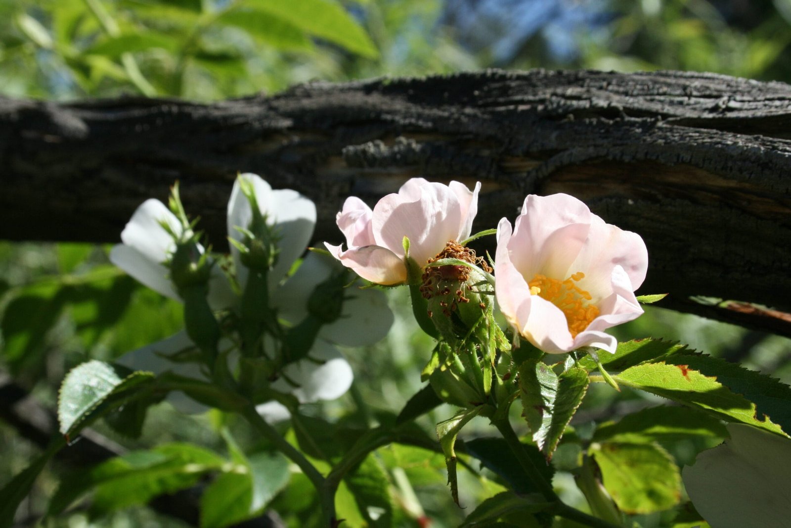 rediscovering the benefits of rosehips