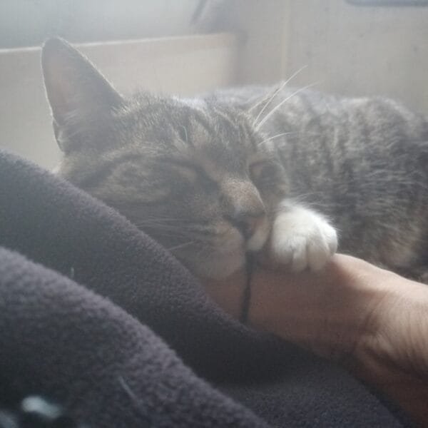 Test post ten – cats