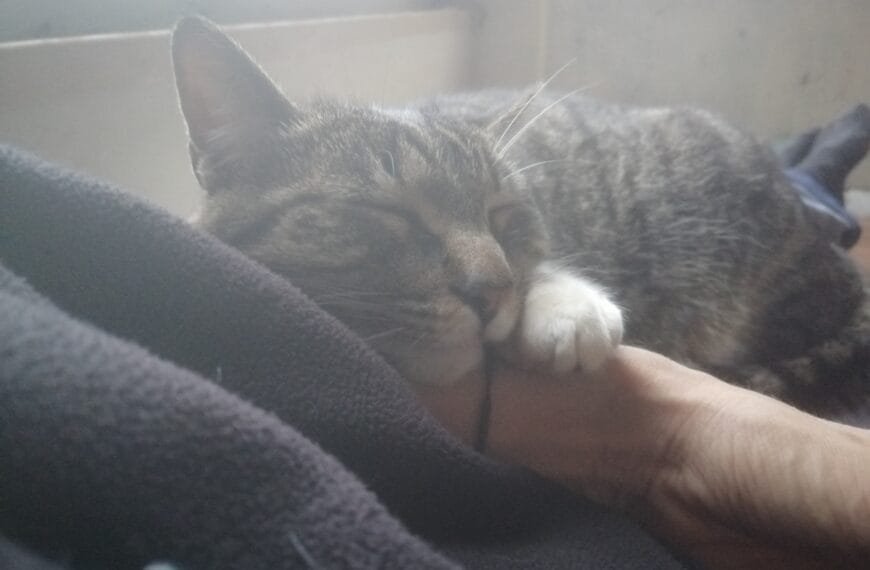 Test post ten – cats