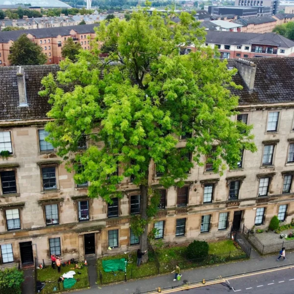 A tall ash tree with a straight trunk and bright green canopy rising above a four‑storey tenement, seen from a high, downward‑looking viewpoint.