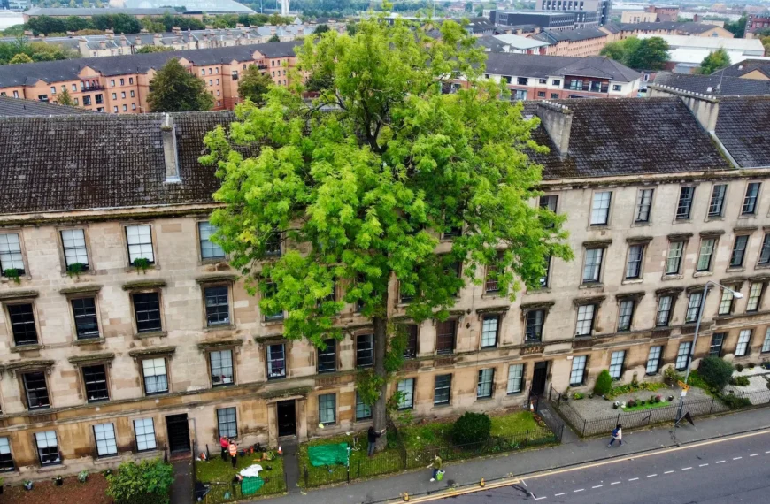 A tall ash tree with a straight trunk and bright green canopy rising above a four‑storey tenement, seen from a high, downward‑looking viewpoint.
