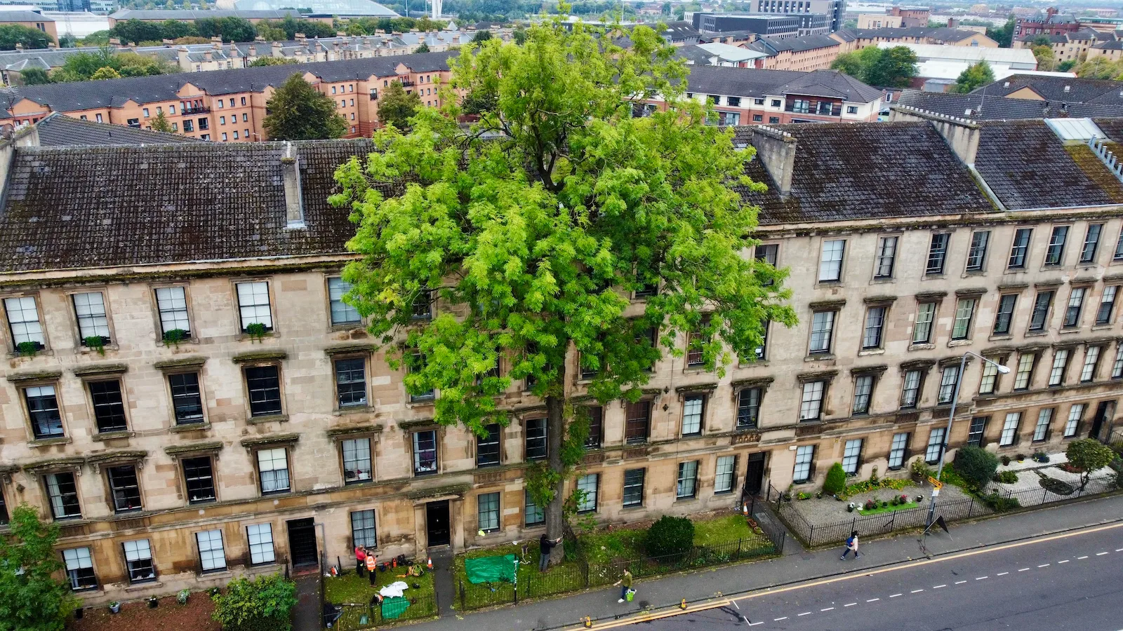 A tall ash tree with a straight trunk and bright green canopy rising above a four‑storey tenement, seen from a high, downward‑looking viewpoint.