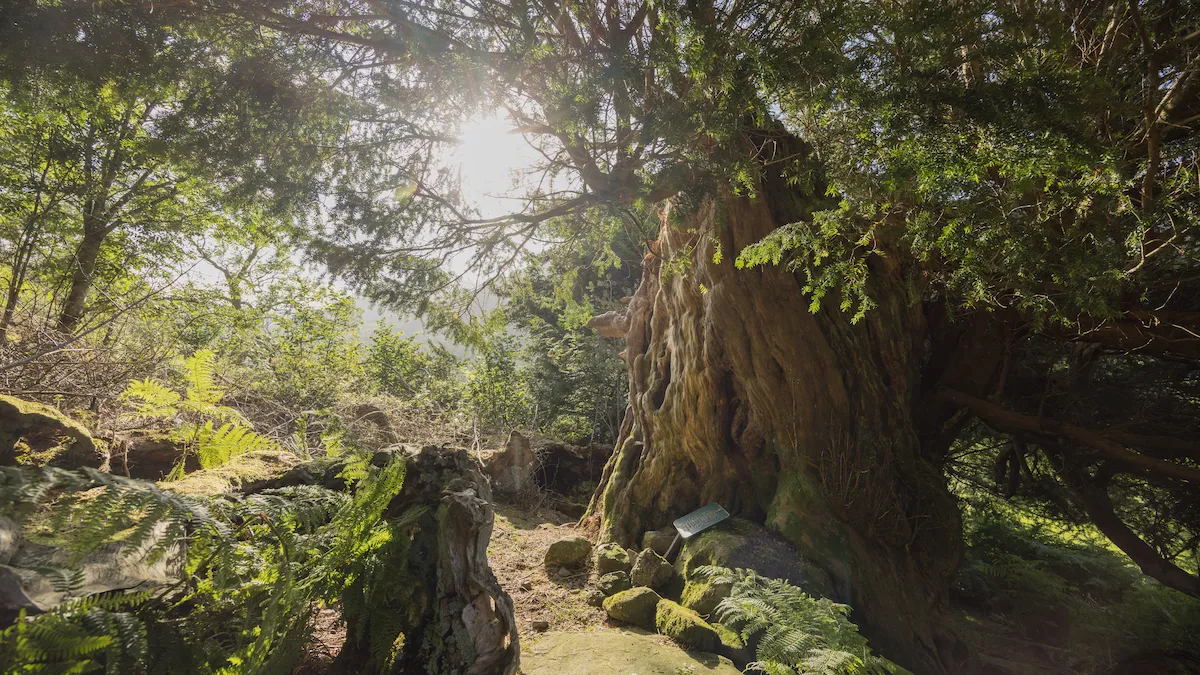 A massive twisted trunk of an ancient Borrowdale yew photographed on a hillside in Cumbria