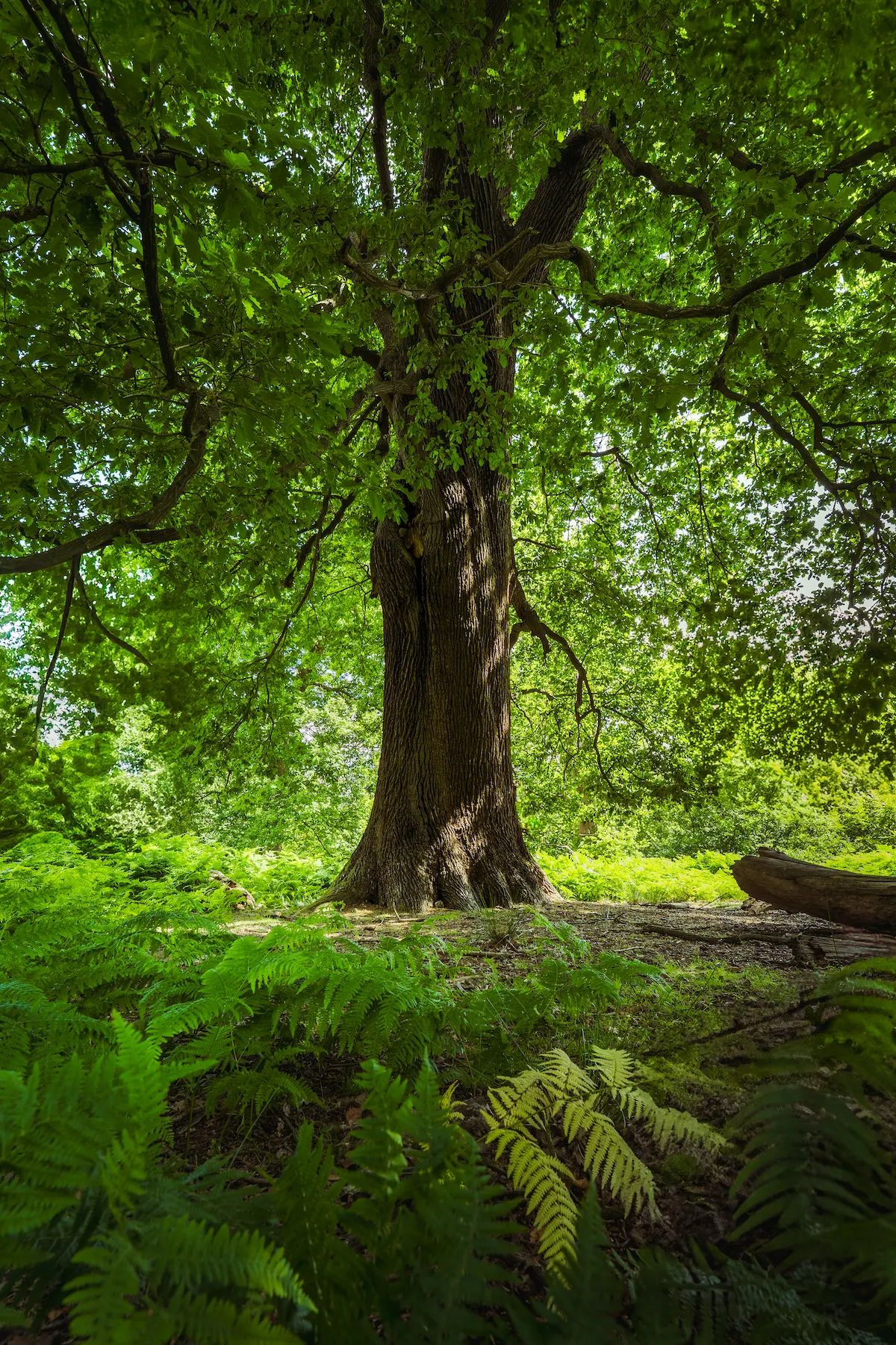 A straight solid oak trunk with lower branches and green foliage above surrounded by bracken growing around its base