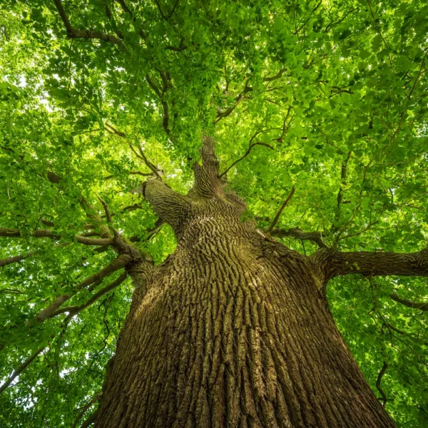 A towering sessile oak seen from near the foot of the trunk, the camera angled upward to show its height and the bright green canopy surrounding it.