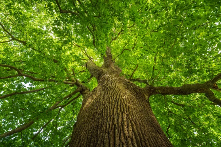 A towering sessile oak seen from near the foot of the trunk, the camera angled upward to show its height and the bright green canopy surrounding it.