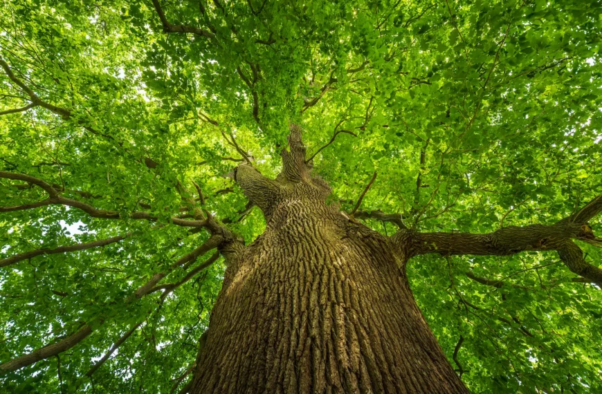 A towering sessile oak seen from near the foot of the trunk, the camera angled upward to show its height and the bright green canopy surrounding it.