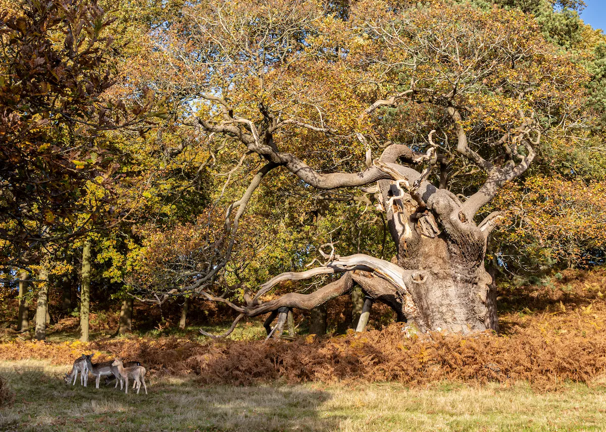 A massive ancient oak with a thick knobbly trunk and twisted branches to the right some of them supported to remain upright with a small group of deer standing on the left