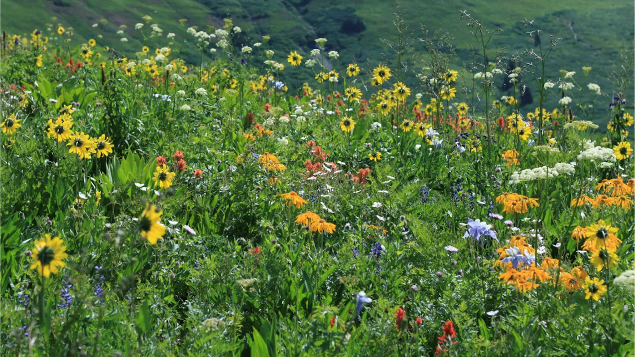 A meadow near the field site with a variety of flowering plants showing a diverse landscape of blooms