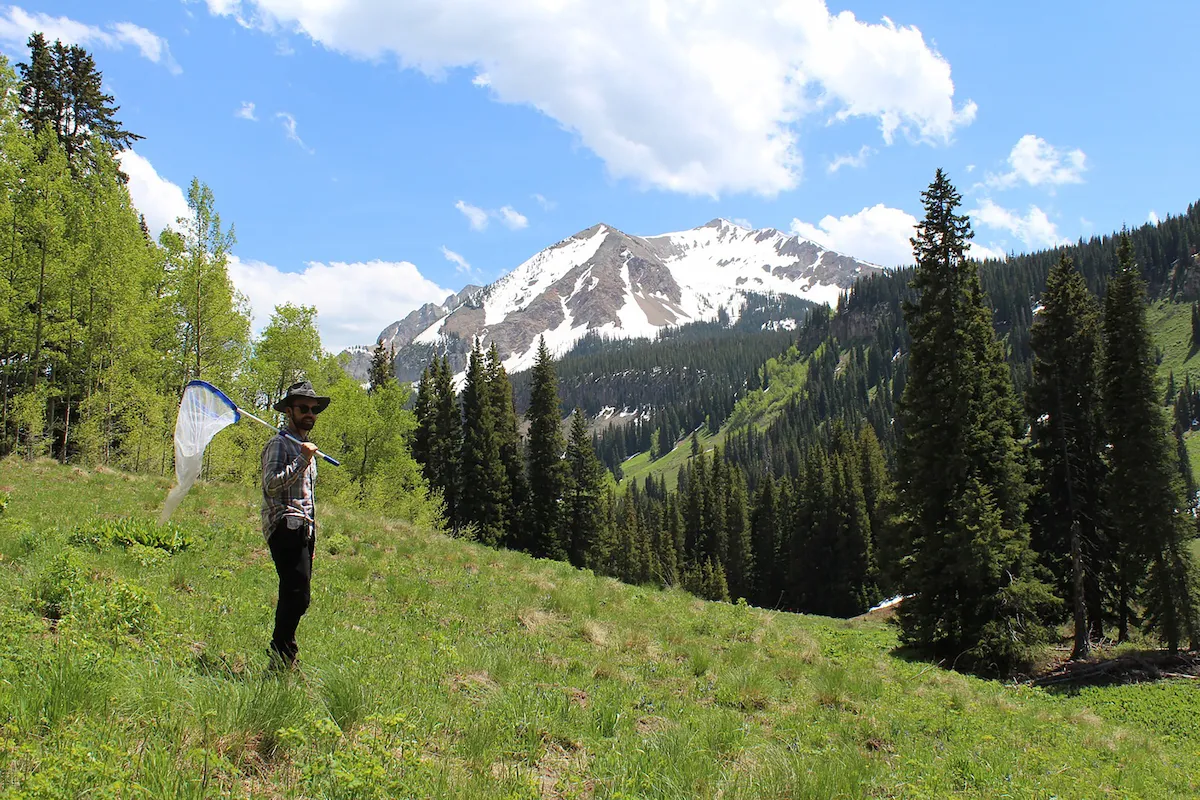 Justin Bain the studys lead author standing in a Colorado Rocky Mountain field with a net over his shoulder while searching for wild bumblebees with a snowcovered mountain in the background