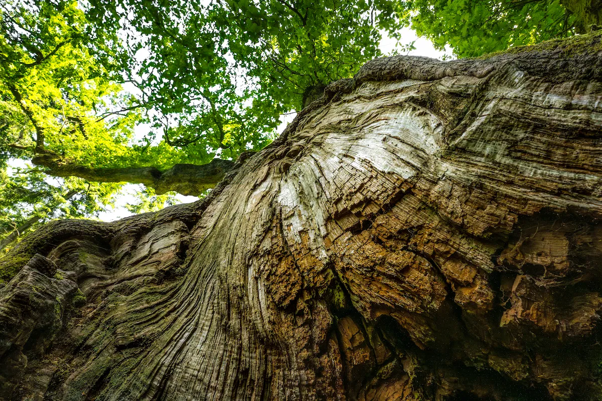 A closeup view from the base of the King of Limbs oak showing its large hollowed trunk with visible wood grain looking upward into spreading branches and green foliage