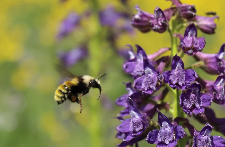 A wild bumblebee (Bombus appositus) hovering in mid‑flight as it approaches a purple Delphinium barbeyi flower.