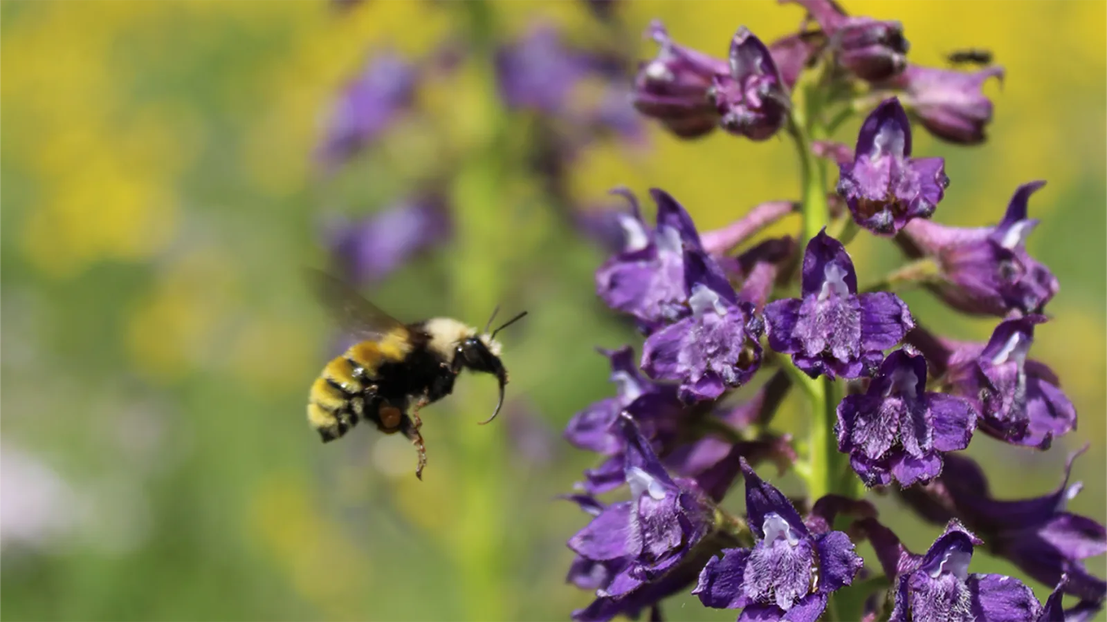 A wild bumblebee (Bombus appositus) hovering in mid‑flight as it approaches a purple Delphinium barbeyi flower.