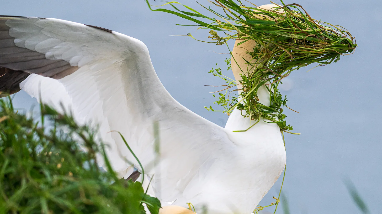 A close-up shot of a gannet with a beak full of green grass and weeds likely for nesting with the wind blowing the material over its eyes and most of its head The background sky is pale blue