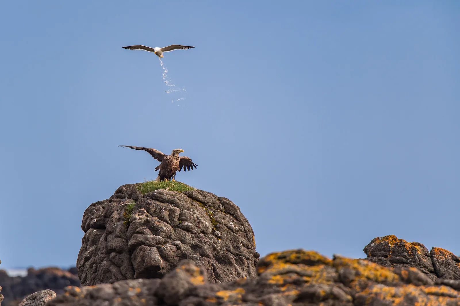 A gull releases a dropping midflight above a whitetailed eagle standing on the ground below 