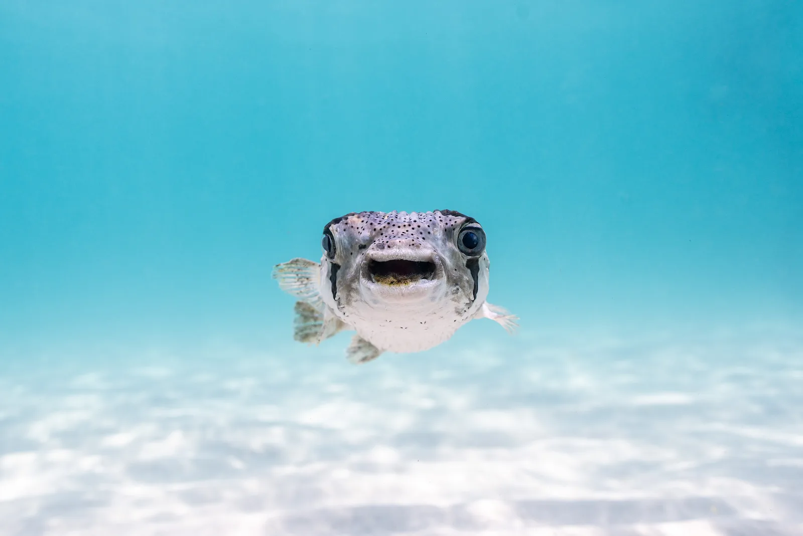 A porcupinefish in shallow water facing the camera with its mouth stuck open giving a wideeyed surprised expression