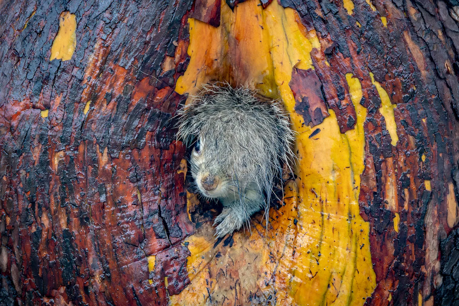 A grey squirrel peeks out from a tree hollow with its wet tail flopped over its head