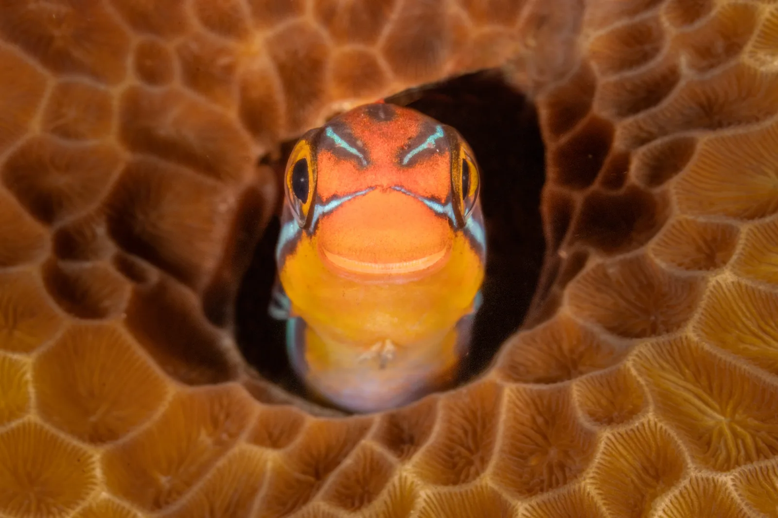 A small bluestriped fangblenny peeks from a hole in patterned coral facing the camera with a wide smilelike expression