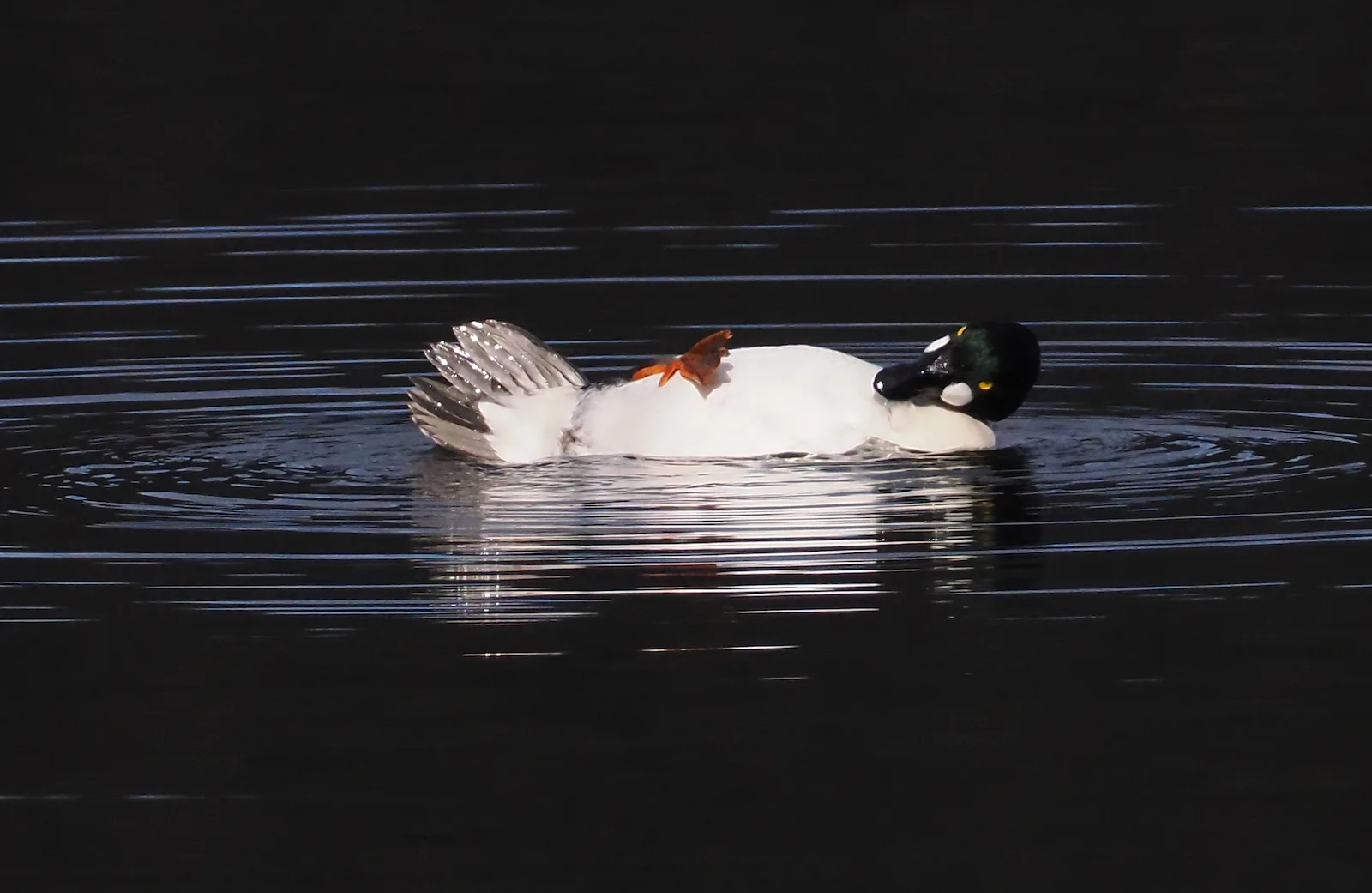 A duck floats on its back with one leg resting on its belly appearing relaxed on the water