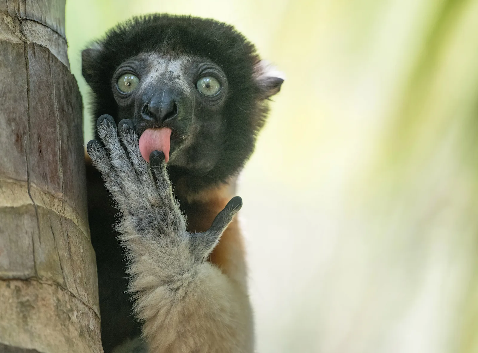 A lemur Propithecus coronatus with its hand lifted and tongue out appearing to lick its fingers while staring towards the camera