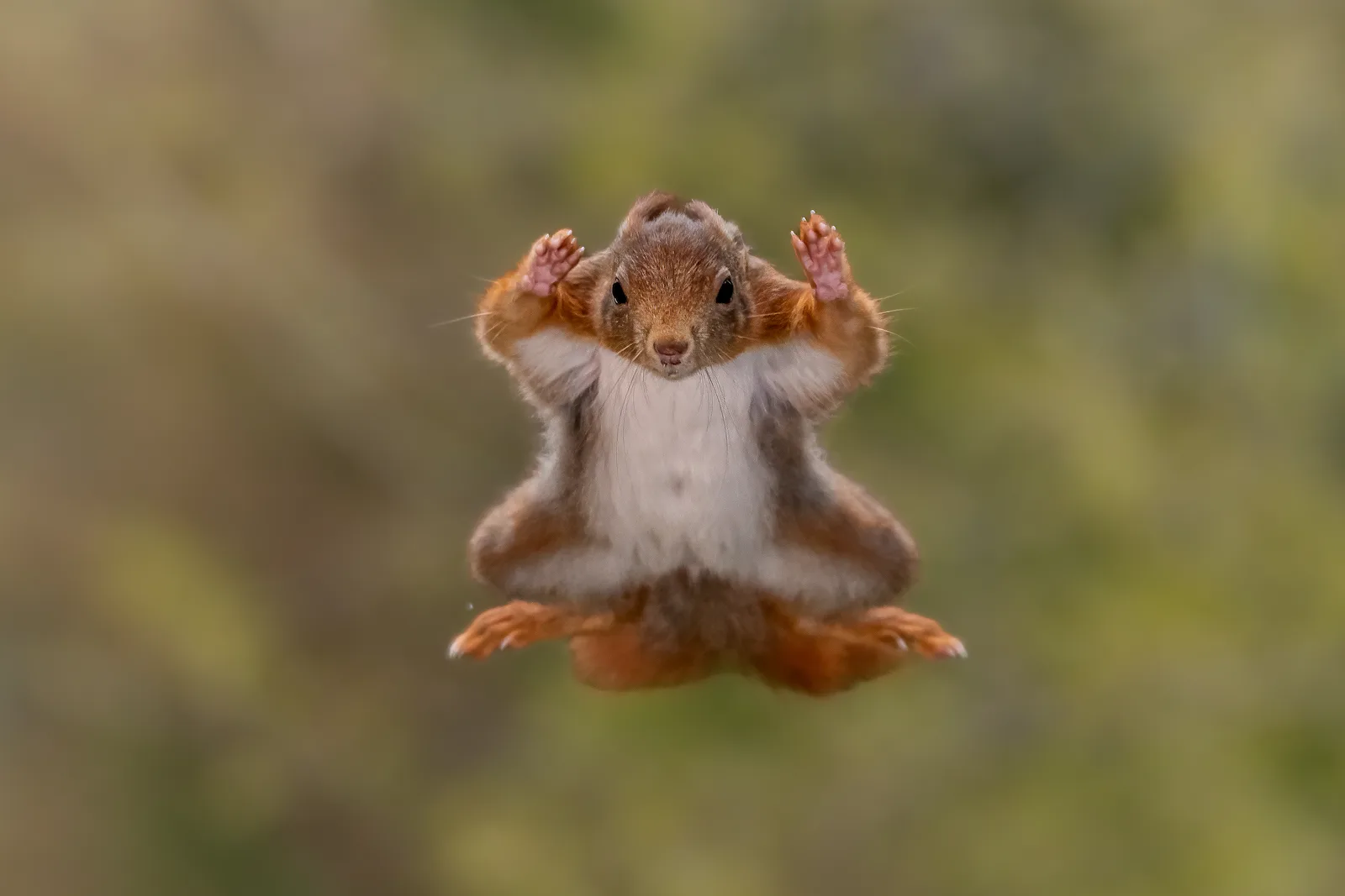 A red squirrel caught midjump in a forest limbs stretched wide as if surrendering in midair