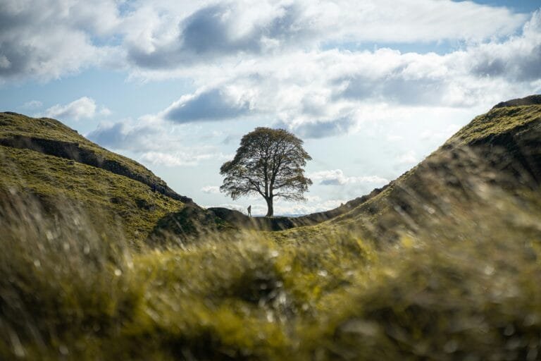 The Sycamore Gap tree standing in a dip along Hadrian’s Wall, Northumberland, before it was felled.