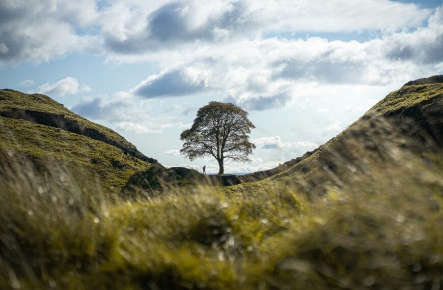 The Sycamore Gap tree standing in a dip along Hadrian’s Wall, Northumberland, before it was felled.