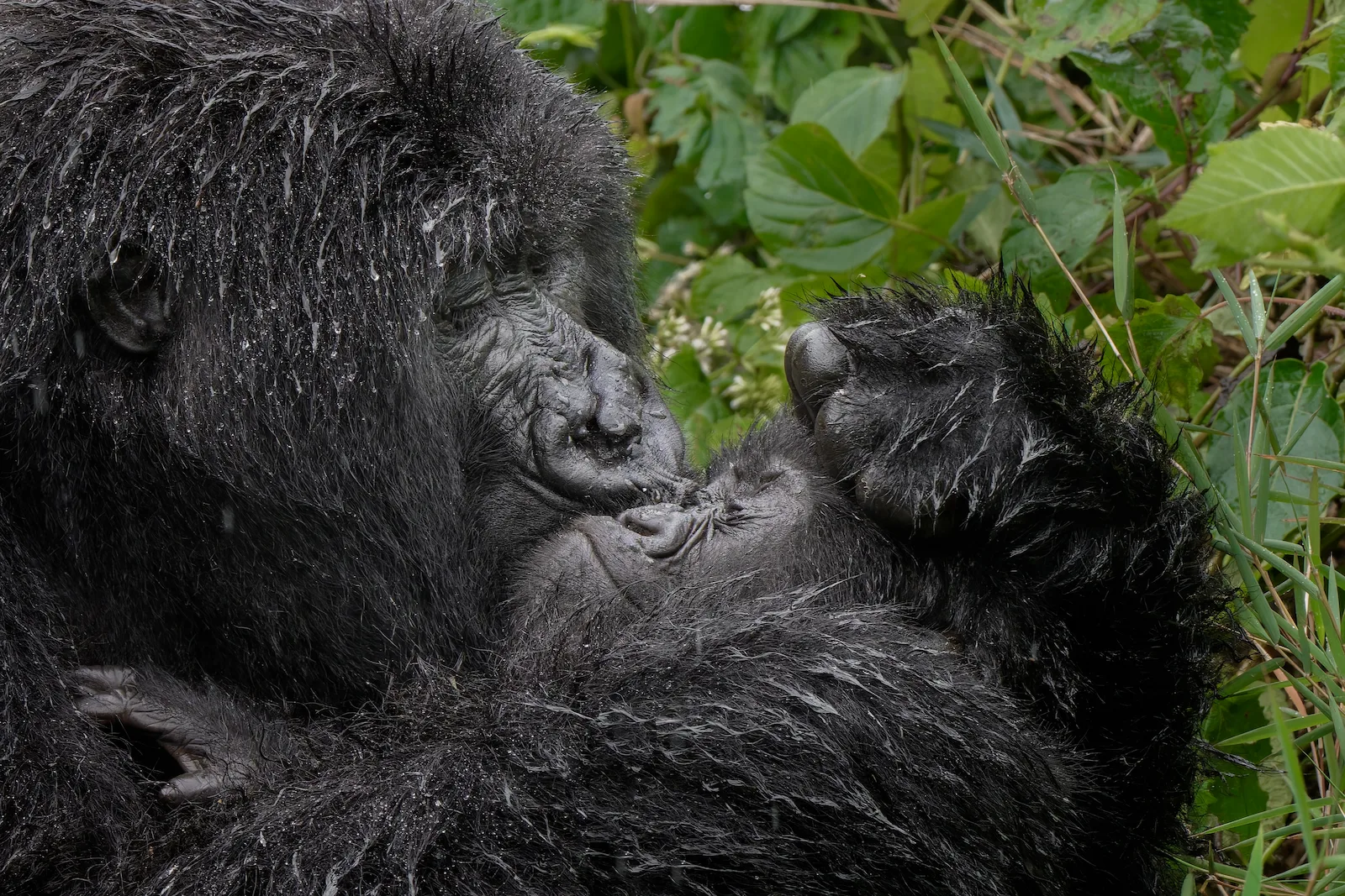 Closeup of a mother gorilla appearing to kiss her infants face