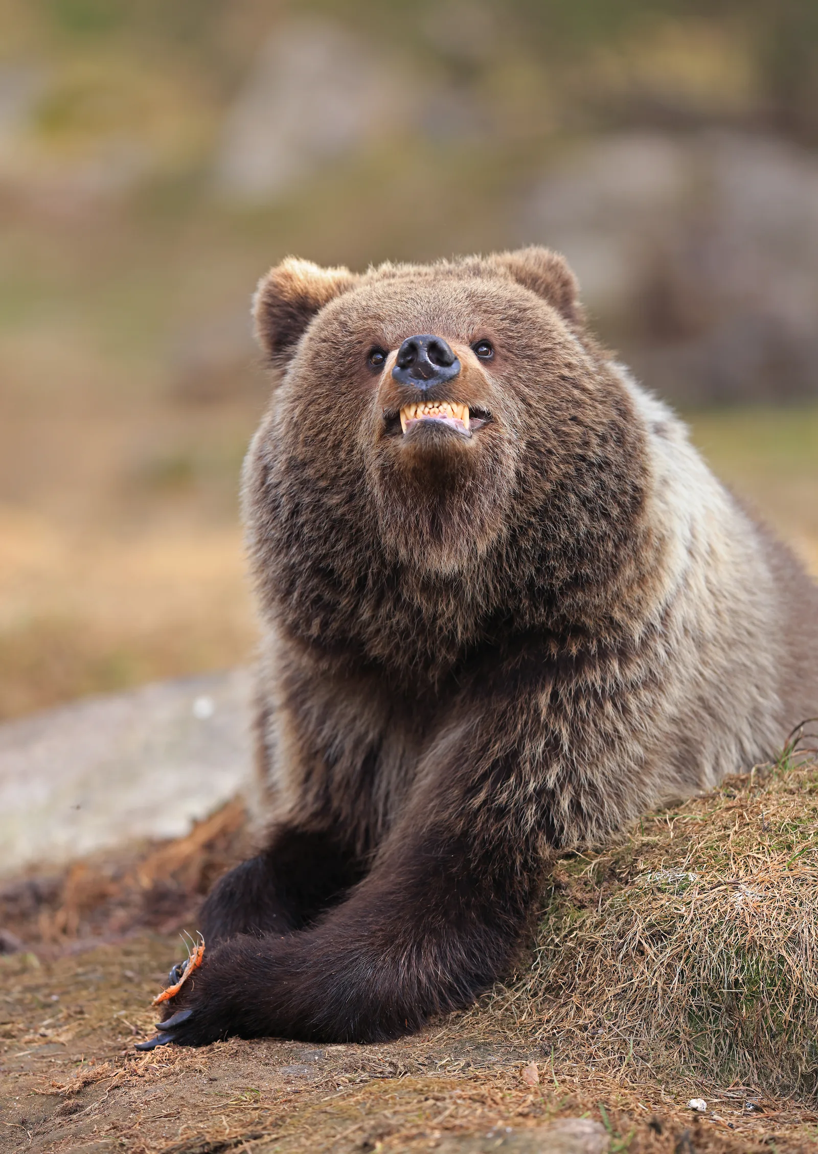 Oneyearold bear cub looking toward the camera with a mouthopen smilelike expression