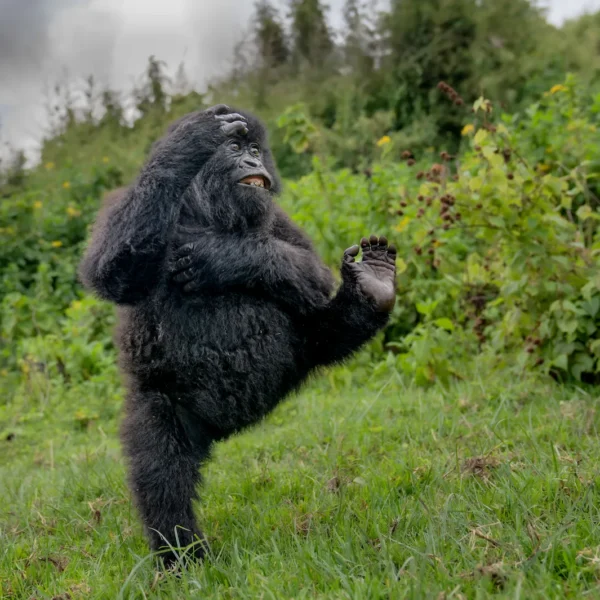 Young male gorilla high‑kicking while playing.