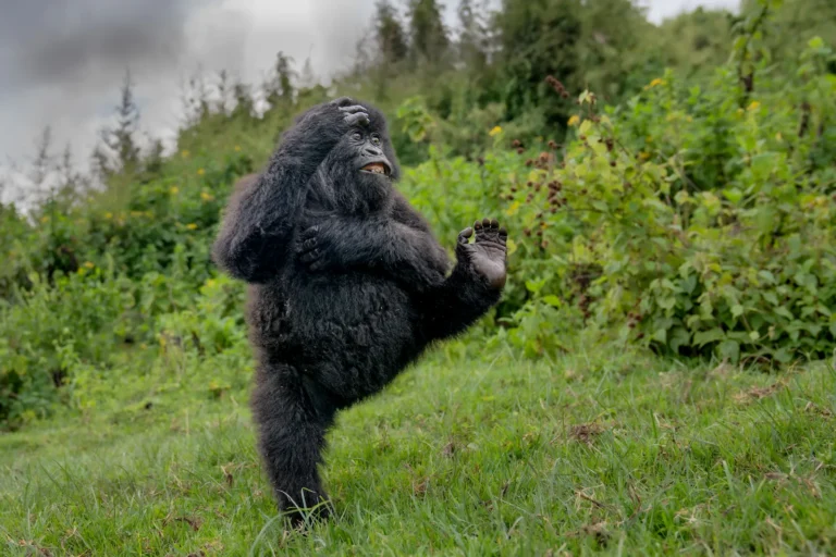 Young male gorilla high‑kicking while playing.