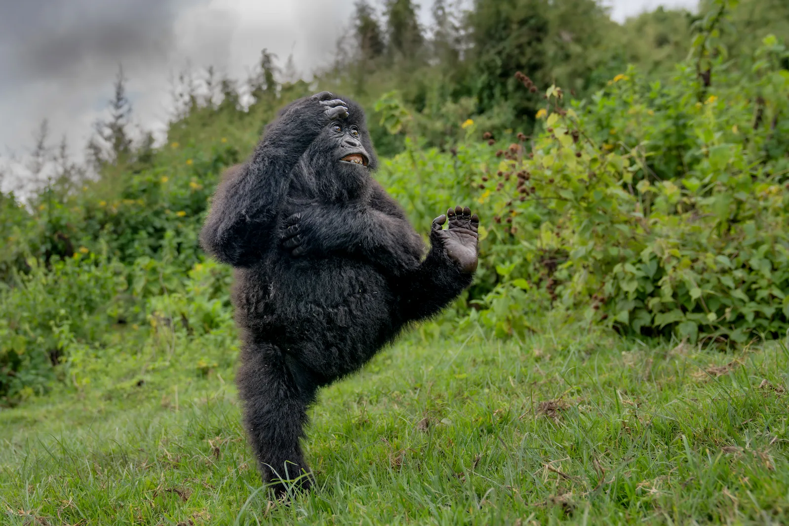 Young male gorilla high‑kicking while playing.