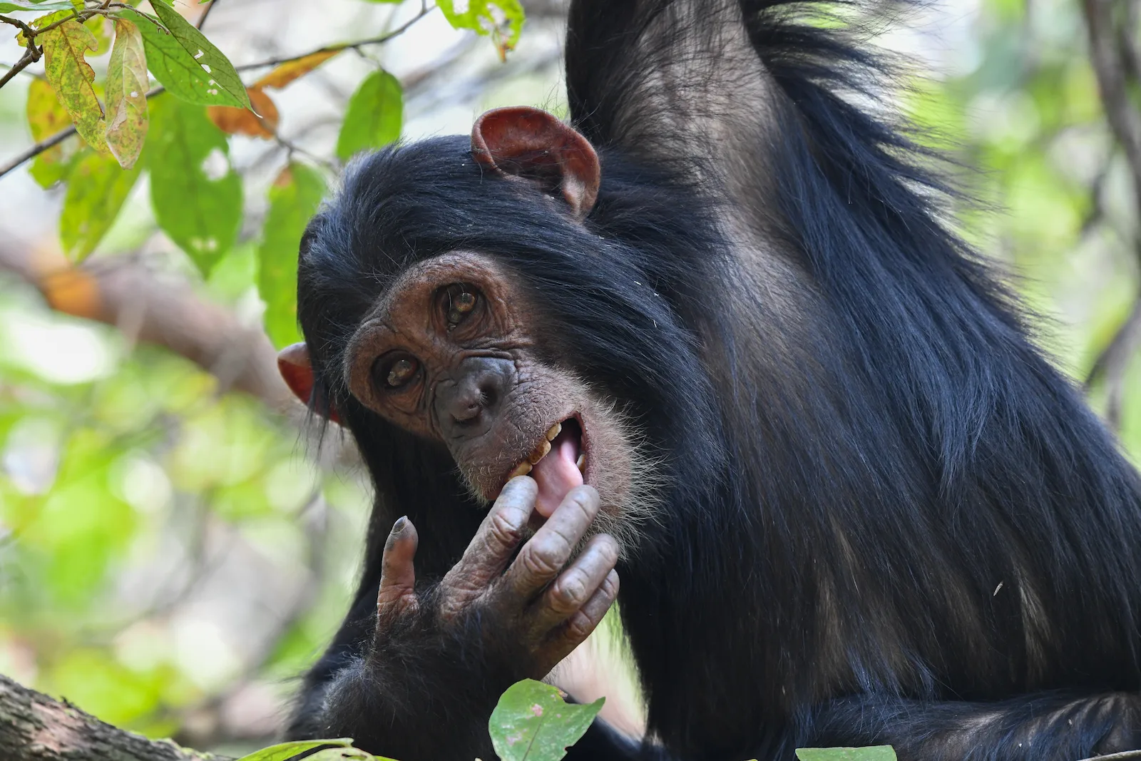 A young female chimpanzee putting her finger in her mouth after picking her nose
