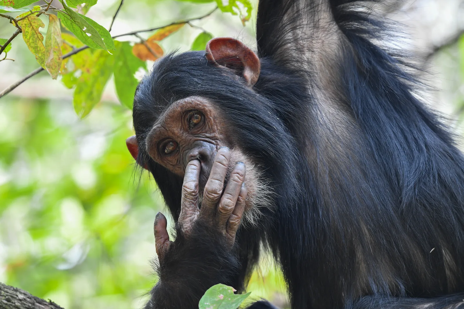 A young female chimpanzee picking her nose