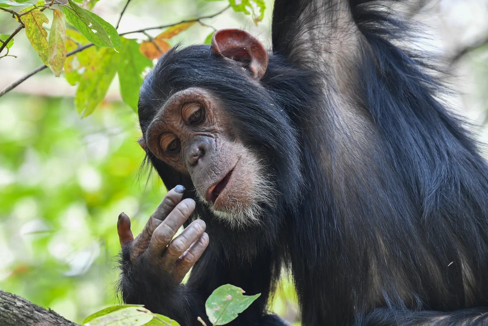a young female chimpanzee looking at her finger after picking her nose