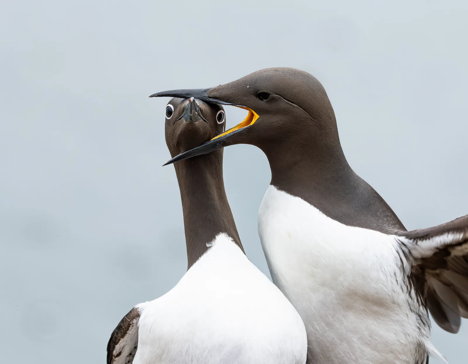 Bridled guillemot with its head clamped in a neighbouring guillemots beak